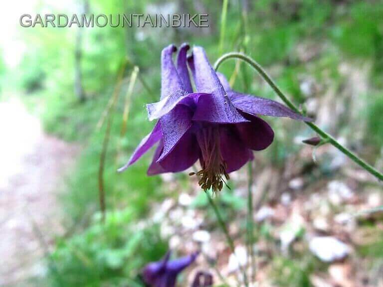 i-fiori-del-pizzocolo - Garda Mountain Bike