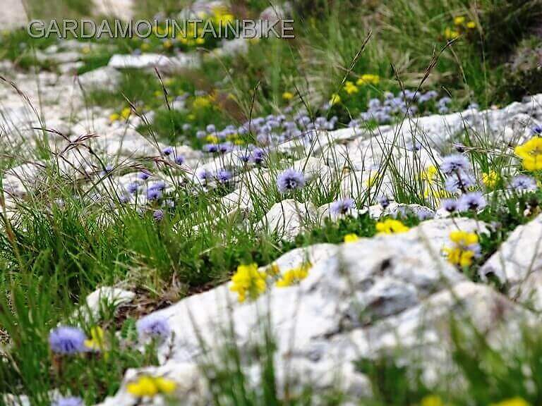 i-fiori-del-pizzocolo - Garda Mountain Bike