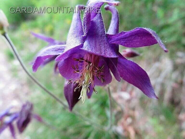 i-fiori-del-pizzocolo - lago di garda MTB 