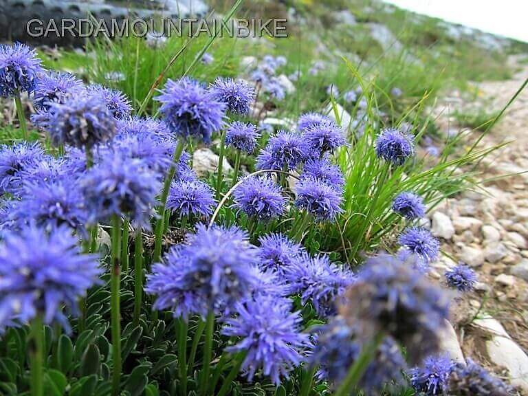 i-fiori-del-pizzocolo - lago di garda MTB 